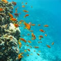 Coral reef with shoal of fishes scalefin anthias, underwater Royalty Free Stock Photo