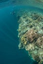 Coral Reef and Snorkeler Royalty Free Stock Photo