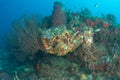 Coral Reef South FLorida Royalty Free Stock Photo
