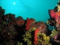 Coral reef in south Florida Royalty Free Stock Photo