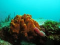 Coral reef in south Florida Royalty Free Stock Photo