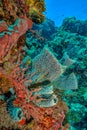 Coral reef South Pacific Royalty Free Stock Photo