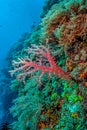 Coral reef South Pacific, soft coral Royalty Free Stock Photo