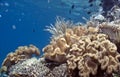 Coral Reef South Pacific Royalty Free Stock Photo