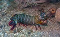 Coral reef South Pacific Sulawesi, , Mantis shrimp Royalty Free Stock Photo