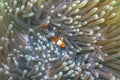 Coral reef South Pacific Sulawesi, ,clownfish Royalty Free Stock Photo