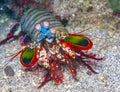 Coral reef South Pacific Sulawesi, , Mantis shrimp Royalty Free Stock Photo