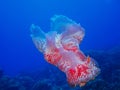 Coral reef Spanish Dancer nudibranch