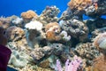 Coral reef Royalty Free Stock Photo