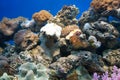 Coral reef Royalty Free Stock Photo