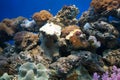 Coral reef Royalty Free Stock Photo