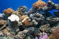 Coral reef Royalty Free Stock Photo