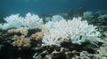 Coral Reef Suffering From Bleaching Effects Royalty Free Stock Photo