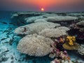 Coral Reef Suffering from Bleaching with a Stunning Sunset Backdrop Royalty Free Stock Photo