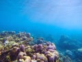 Coral reef with sunlight ray in blue water. Tropical seashore underwater photo. Royalty Free Stock Photo