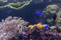Coral reef tank