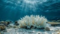 Sunlit Coral Reef Underwater Royalty Free Stock Photo