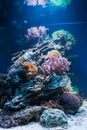 Coral reef in tropical aquarium Royalty Free Stock Photo
