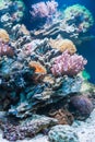 Coral reef in tropical aquarium Royalty Free Stock Photo