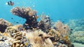 Coral reef and tropical fish. Leyte, Philippines.