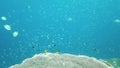 Coral reef and tropical fish. Leyte, Philippines.