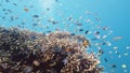 Coral reef and tropical fish. Leyte, Philippines.