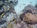 Coral reef and tropical fish. Narrow coral fish underwater photo.