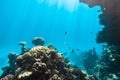 Coral Reef And Tropical Fish In Red Sea, Egypt. Blue Turquoise Clear Ocean Water, Hard Corals And Rock In The Depths, Sun Rays Royalty Free Stock Photo