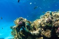 Coral Reef And Tropical Fish In Red Sea, Egypt. Blue Turquoise Clear Ocean Water, Hard Corals And Rock In The Depths, Sun Rays Royalty Free Stock Photo