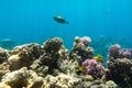 Coral Reef And Tropical Fish In Red Sea, Egypt. Blue Turquoise Clear Ocean Water, Hard Corals And Rock In The Depths, Sun Rays Royalty Free Stock Photo