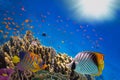 Coral Reef and Tropical Fish in Sunlight Royalty Free Stock Photo