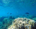 Coral reef with tropical fish underwater image. Fish silhouettes undersea photo.