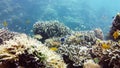 Coral reef and tropical fish underwater. Leyte, Philippines.