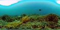 Coral reef and tropical fish underwater. Philippines. 360-Degree view. Royalty Free Stock Photo