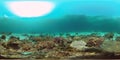 Coral reef and tropical fish underwater. Philippines. 360-Degree view. Royalty Free Stock Photo