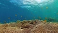 Coral reef and tropical fish underwater. Philippines. Royalty Free Stock Photo