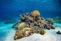 Coral Reef Royalty Free Stock Photo