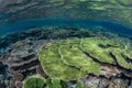 Coral Reef in Tropics Royalty Free Stock Photo