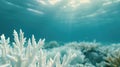 Coral reef turning white under the sea, Global warming Royalty Free Stock Photo