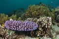 Coral reef under the water Royalty Free Stock Photo