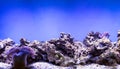 Coral reef. Undersea world