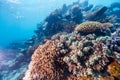 Coral reef underwater