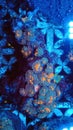 Coral reef underwater blue organism invertebrate fish flower