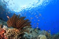 Coral Reef Underwater Royalty Free Stock Photo