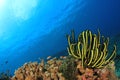 Coral Reef Underwater Royalty Free Stock Photo