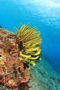 Coral Reef Underwater Royalty Free Stock Photo