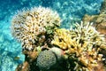 coral reef underwater photo in Bunaken island Royalty Free Stock Photo