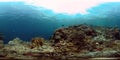 Coral reef and tropical fish underwater. Philippines. 360-Degree view. Royalty Free Stock Photo