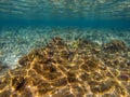 Coral reef wall by blue ocean abyss. Undersea landscape. Fauna a Royalty Free Stock Photo