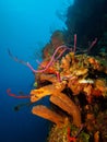 Coral Reef Wall with Blue Water Background